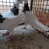 طوقی سرکه ای