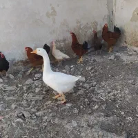 حیوانات محلی|حیوانات مزرعه|پیرانشهر, |دیوار