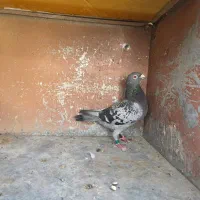 ماده پلاکی|پرنده|شیراز, میانرود|دیوار