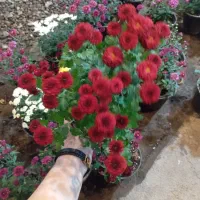 گل داوودی خیلی پر بوته ۵۰ تومن