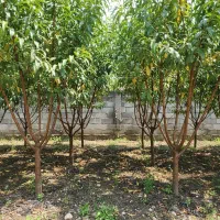 نـهال گـیــلاس تکدانه  لوکس درشت و پرفروش|خدمات باغبانی و درختکاری|گیلان غرب, |دیوار