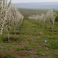 فروش باغ حسام آباد