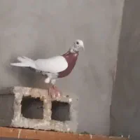 ماده میولمنز