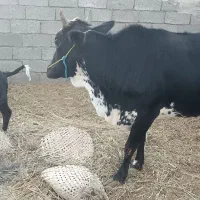 گاو فروشی برای مالداری|حیوانات مزرعه|هیدوچ, |دیوار