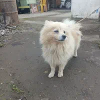 پامر روباهی