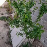 باغچه-300-متری-نقلی