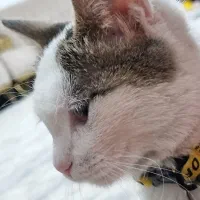 بچه گربه میکس|گربه|ارومیه, |دیوار