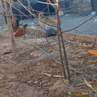 سگ خراسانی افغان سرابی پژدر|سگ|چناران, |دیوار