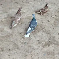 پنج تا کبوتر جفت کاه به شرت|پرنده|عطاملک, |دیوار