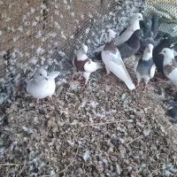 کبوتر|پرنده|هندیجان, |دیوار