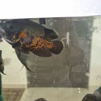 اسکار سلطنتی|ماهی|مشهد, امیریه|دیوار