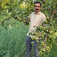 توزیع نهال گردو پیوندی ژنوتیپ مقاوم به سرما