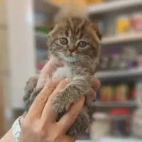 واگذاری اسکاتیش