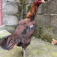 لاری نصل جنس درجه ۱