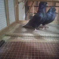 کبوترزاغ دم سفید|پرنده|جیرفت, |دیوار