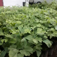 ژینکو نعنایی طلایی ،کیوی، سیکاس ،پالم،ارغوان