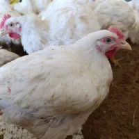 مرغ فروشی زنده کالابرگ فعال