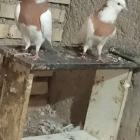 کبوترطوقی زرد