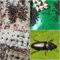 سوسک تاریکی ، مولد و جوان ( کرم میلوُرم)