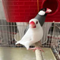 یکجفت فنچ نرگسی