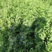 بذر یونجه|خدمات باغبانی و درختکاری|بوشهر, |دیوار