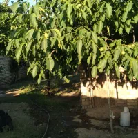 خونه ویلایی