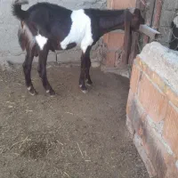 بزغاله پاکستانی|حیوانات مزرعه|گنبد کاووس, |دیوار