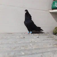 نرماده زاغودوتا تهرانی|پرنده|بیرانوند, |دیوار