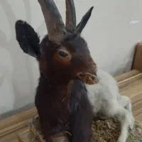 مجسمه تزئینی دکوری خشک شده