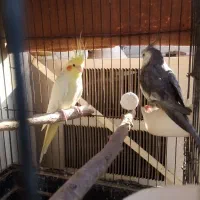 عروس هلندی مولد|پرنده|شوشتر, |دیوار