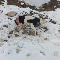 گمشده|حیوانات|الیگودرز, |دیوار