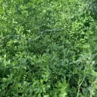 یونجه تر موجود است