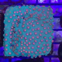 رنگین کمانی از مرجان های دریایی