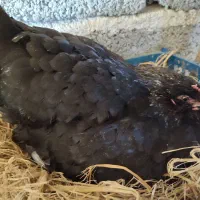 مرغ باجوجه وغازباجوجه