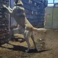 واگذاری سگ نگهبان