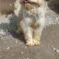 سگ پاکوتاه ماده