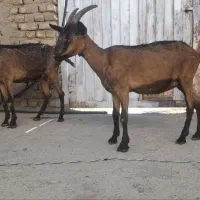 دو تا بز الپاین خالص|حیوانات مزرعه|رومشکان, |دیوار