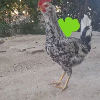 خروس گلین