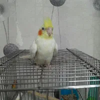 عروس هلندی|پرنده|کرج, شهرک شهرداری|دیوار