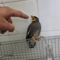 جوجه مینا