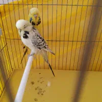 جفت مرغ عشق انگلیسی (لاسونیک) گرید آ مولد اصل|پرنده|پیرانشهر, |دیوار