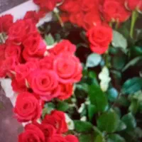 فروش گل رز (پیشنهاد ویژه به گلفروشی ها)