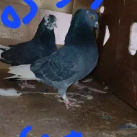 تعدادی نرو ماده