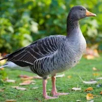 غاز محلی اماده به طبخ