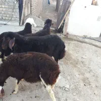 بره شیری افشاری۴راس ۱راس بزغاله ماده