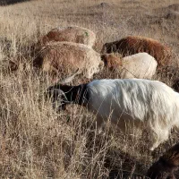 یک راس نربز یک ساله گله رو