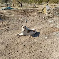 سگ سرابی اصیل