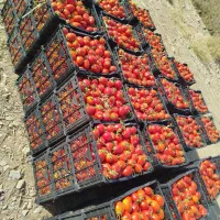 گوجه درجه یک بذر ساکاتا