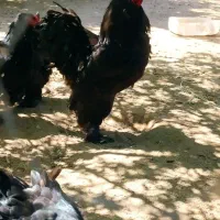 فروش تخم برهما و اردک پروازی (رشتی)