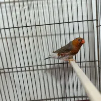 فنچ کینگ هاف اورنج با کیفیت|پرنده|گلستان (تهران), |دیوار